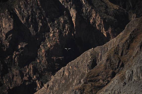 Um condor plana sobre os abismos do Canyon Colca, região de Arequipa, no Peru